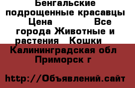 Бенгальские подрощенные красавцы. › Цена ­ 20 000 - Все города Животные и растения » Кошки   . Калининградская обл.,Приморск г.